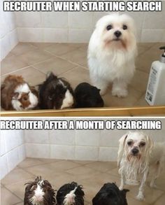 recruiting memes funny
